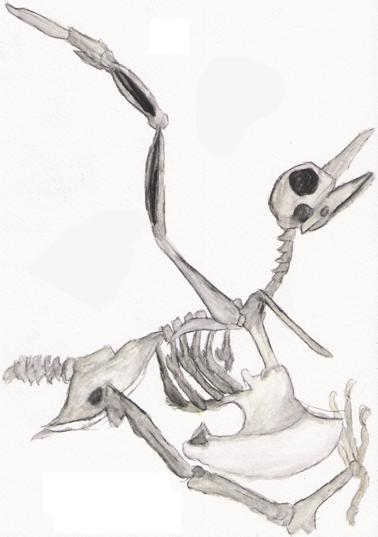 Bird Skeleton