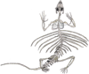 Draco Volans Skeleton