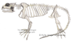 Tuatara Skeleton